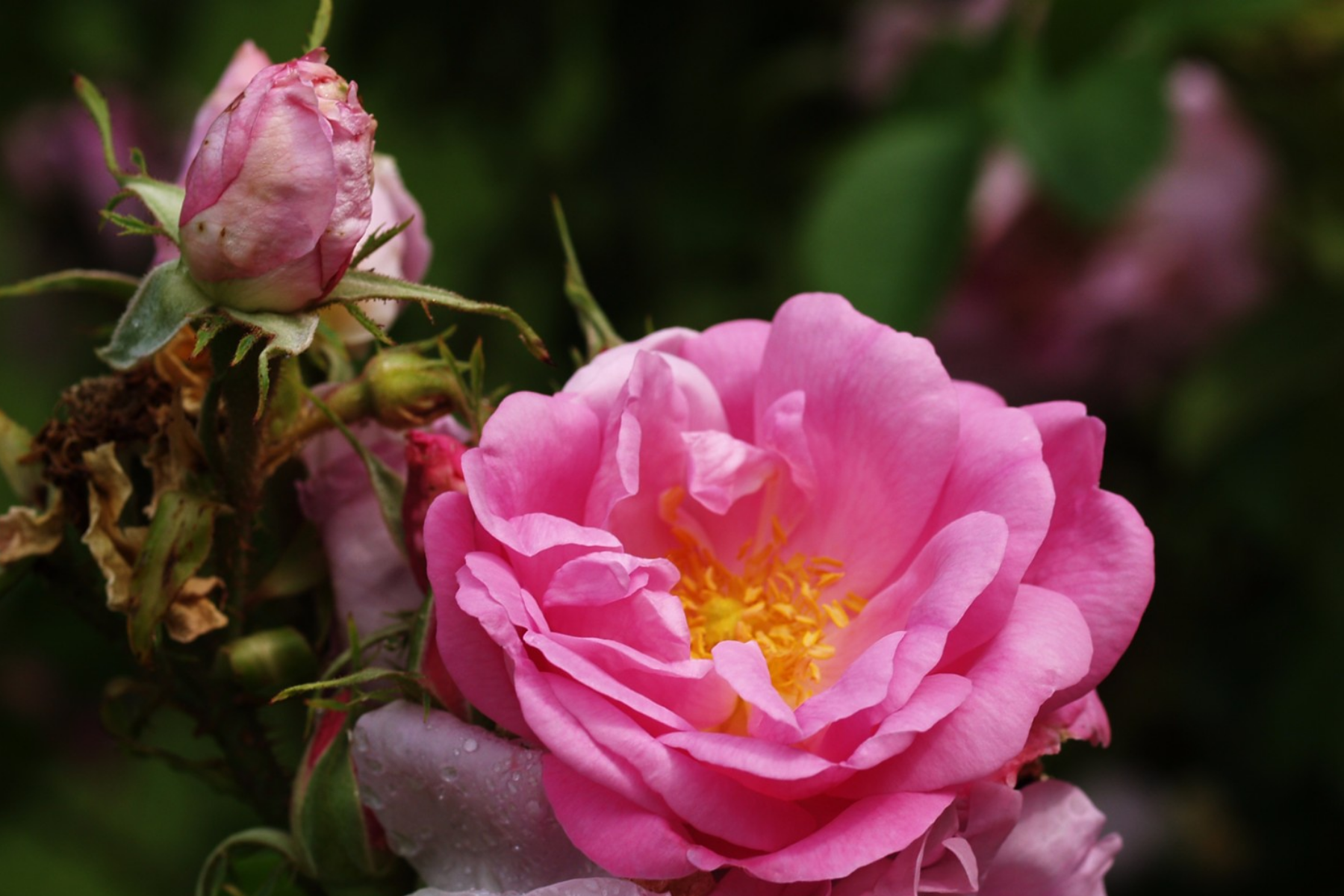 02 Rose Otto Oil 1
