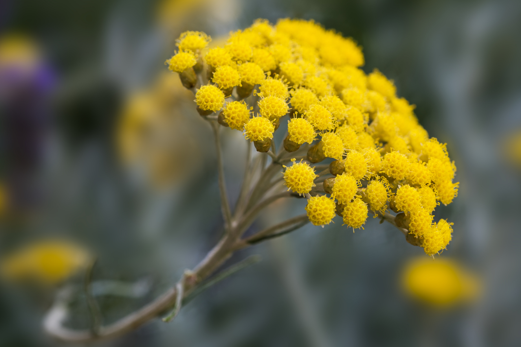 05 Helichrysum Oil 1