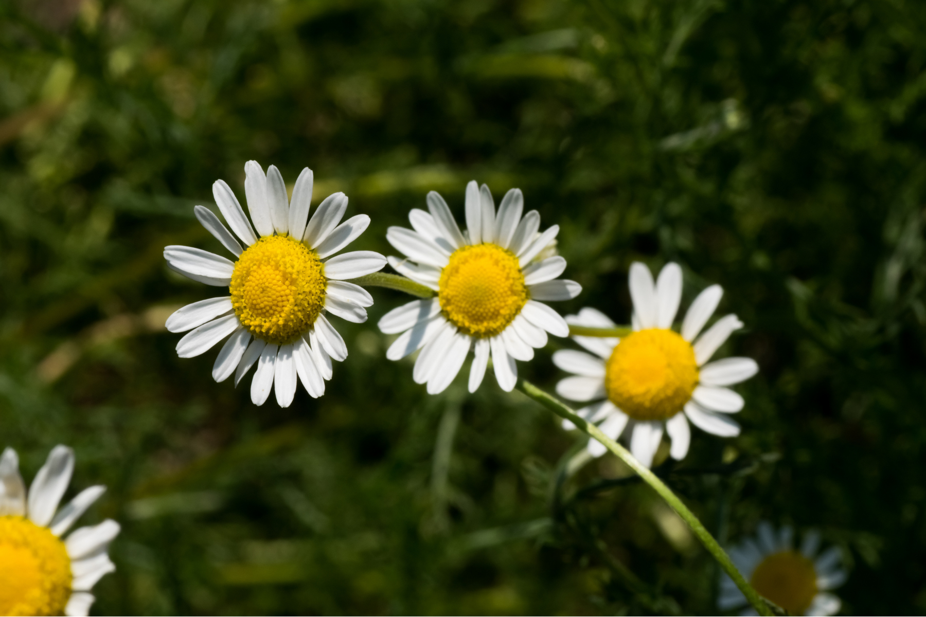 03 Roman Chamomile Oil 1